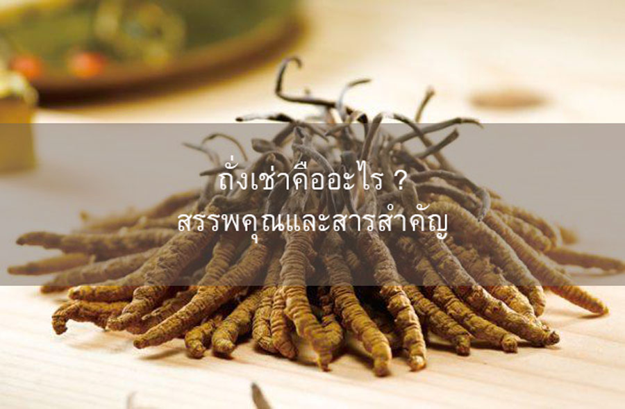 ถั่งเช่าทิเบต3