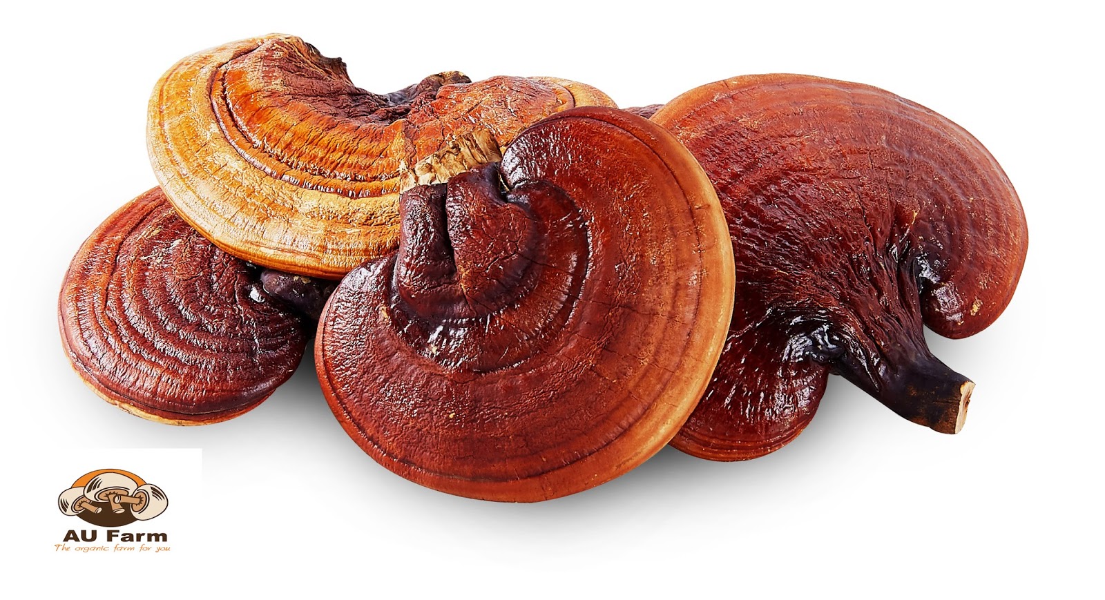 เห็ดหลินจือแดง