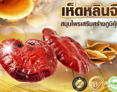 เห็ดหลินจือ