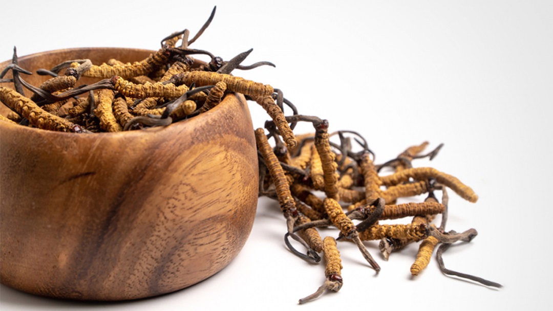 ถั่งเช่าทิเบต