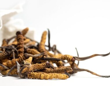 ถั่งเช่าทิเบต