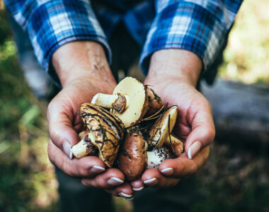 เห็ดหลินจือแดง