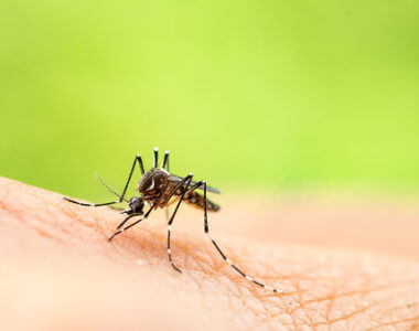 ไข้เลือดออก