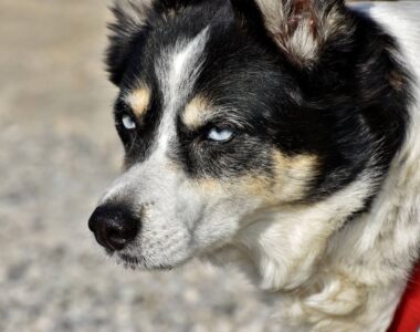 พิษสุขนัทบ้า